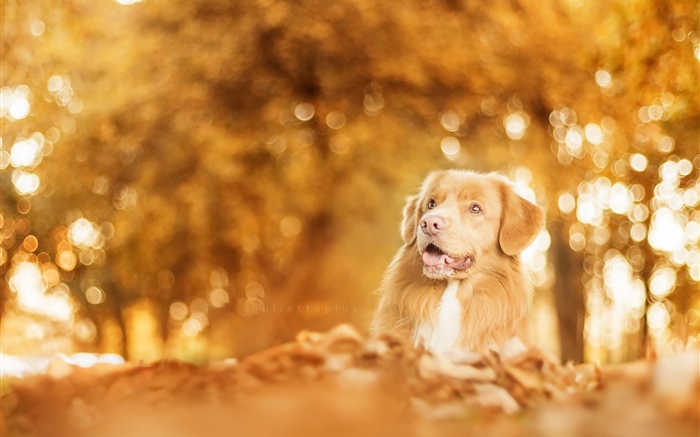가을, 개, 눈부심, 흐릿한 배경 화면 그림