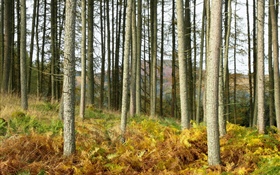 가을, 잔디, 나무, 삼림, 경사 HD 배경 화면