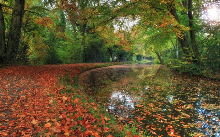 가을, 강, 나무, 숲 배경 화면 그림