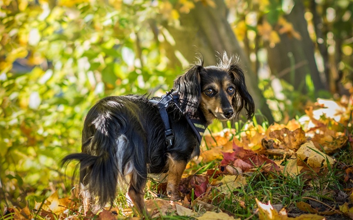까만 개는 본다 뒤, 잎, 가을 배경 화면 그림