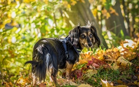 까만 개는 본다 뒤, 잎, 가을 HD 배경 화면