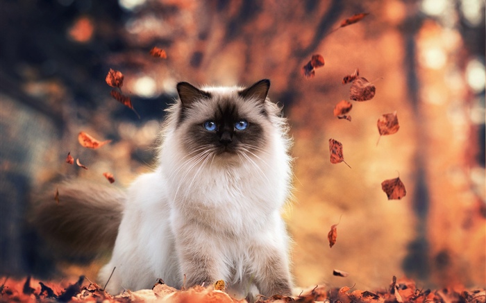 파란 눈 고양이, 가을, 단풍 배경 화면 그림