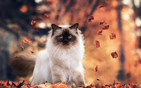 파란 눈 고양이, 가을, 단풍 HD 배경 화면