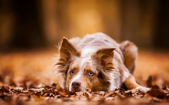 개가 휴식을, 가을, 나뭇잎있다 배경 화면 그림