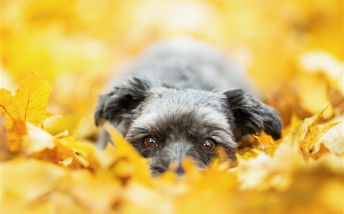 노란색 단풍에 숨어있는 개, 가을 배경 화면 그림