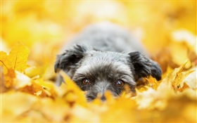 노란색 단풍에 숨어있는 개, 가을 HD 배경 화면
