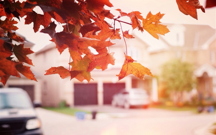 붉은 단풍, 가을, 거리 배경 화면 그림