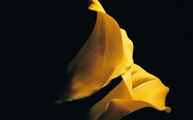 노란색 꽃잎 칼라 백합 근접 HD 배경 화면