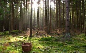 오스트리아, 숲, 나무, 바구니 HD 배경 화면