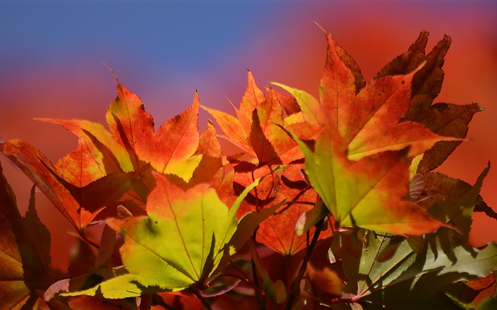 가을, 붉은 단풍 배경 화면 그림