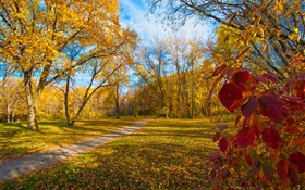 가을, 나무, 노란 잎, 경로