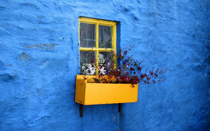 푸른 벽, 창, 꽃 배경 화면 그림