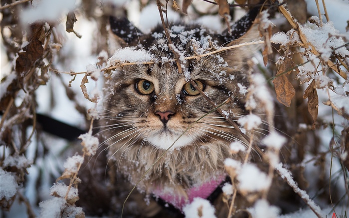 영국 고양이, 눈, 겨울 배경 화면 그림