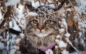 영국 고양이, 눈, 겨울 HD 배경 화면