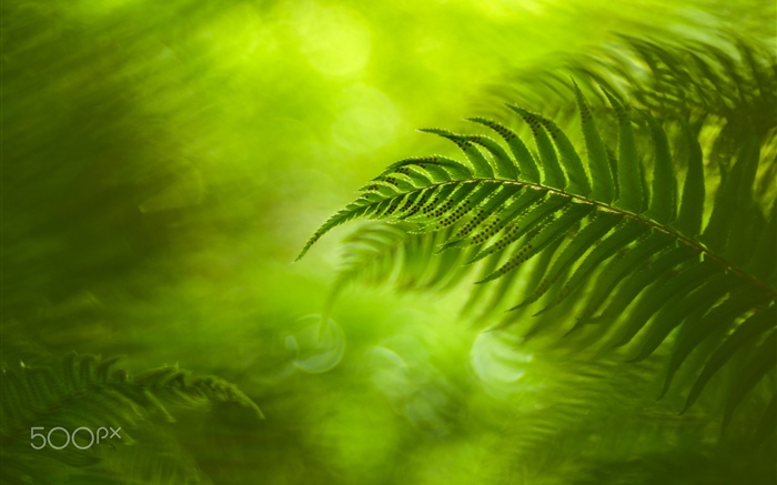 녹색 고사리 잎, 자연 배경 화면 그림