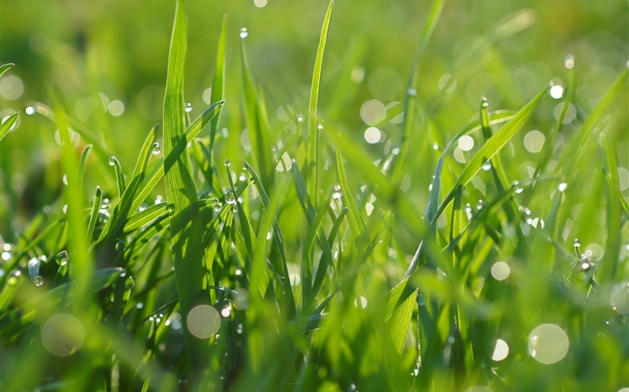 푸른 잔디, 물방울, 여름 배경 화면 그림
