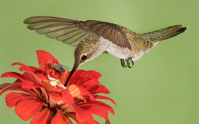 Hummingbird 비행, 날개, 붉은 꽃 배경 화면 그림