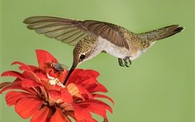 Hummingbird 비행, 날개, 붉은 꽃 HD 배경 화면