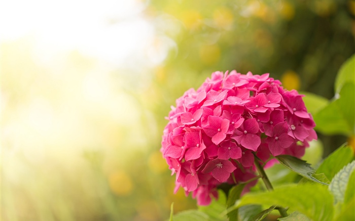 핑크 수국, 꽃, 섬광 배경 화면 그림