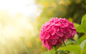 핑크 수국, 꽃, 섬광 HD 배경 화면