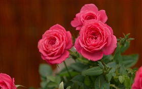 핑크 장미, 꽃 HD 배경 화면