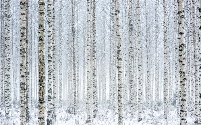 나무, 자작 나무, 숲, 설, 겨울 배경 화면 그림