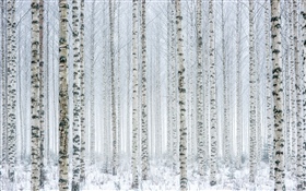 나무, 자작 나무, 숲, 설, 겨울 HD 배경 화면