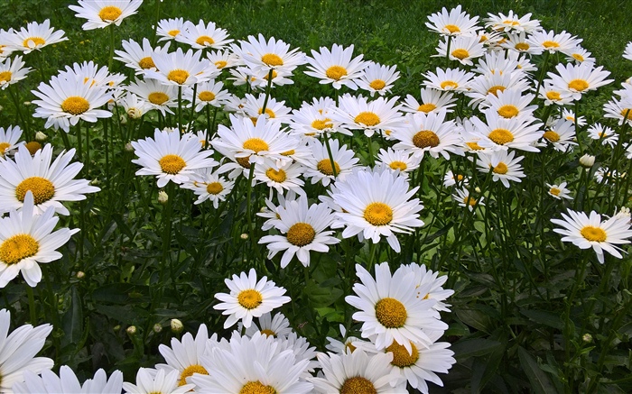화이트 카모마일 꽃, 정원 배경 화면 그림