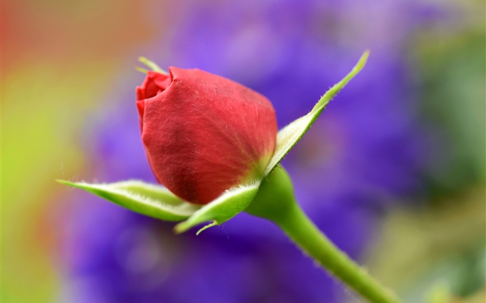 빨간 장미 꽃 봉오리, 줄기 배경 화면 그림