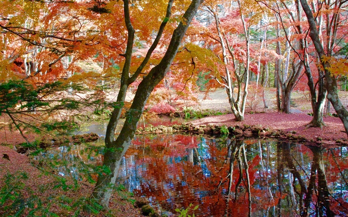 나무, 연못, 공원, 가을 배경 화면 그림