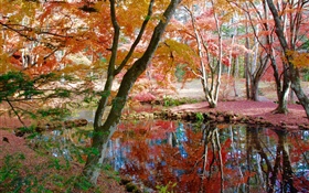 나무, 연못, 공원, 가을