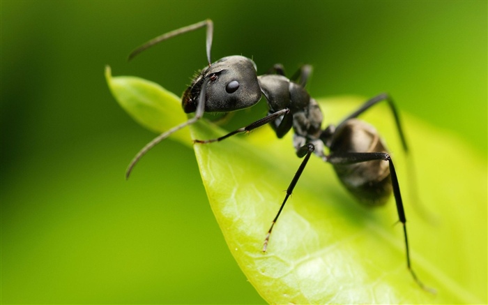 개미, 녹색 잎, 곤충 배경 화면 그림