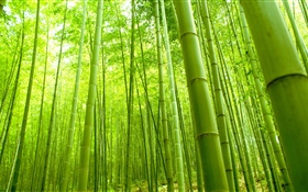 대나무 숲, 녹색, 여름 HD 배경 화면