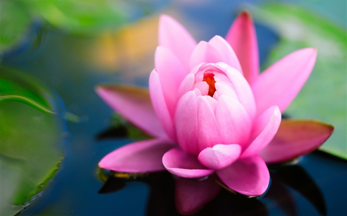 아름 다운 핑크 수련, 연못 배경 화면 그림