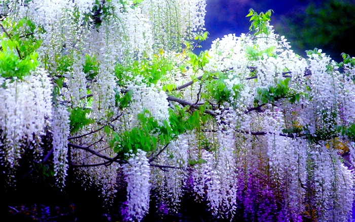 아름 다운 등나무 꽃, 봄 배경 화면 그림