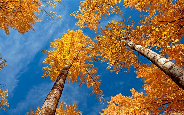 자작 나무, 수목, 푸른 하늘, 가을 배경 화면 그림
