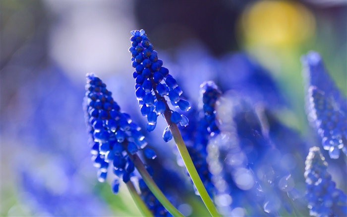 푸른 꽃, 흐릿한 배경 화면 그림