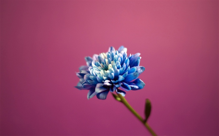 푸른 꽃잎 꽃, 분홍색 배경 배경 화면 그림