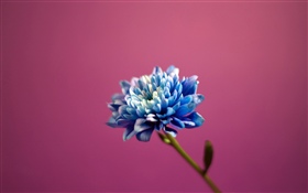 푸른 꽃잎 꽃, 분홍색 배경 HD 배경 화면