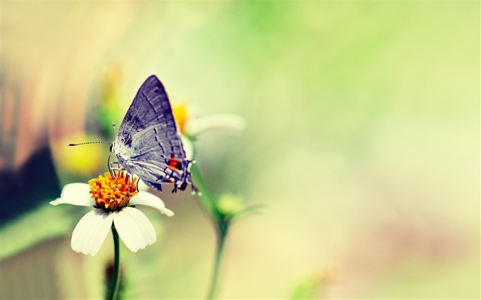 나비, 흰 꽃, 흐릿한 배경 화면 그림