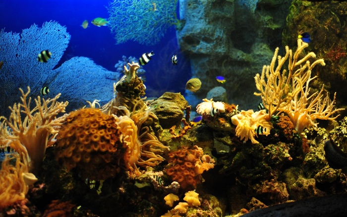 흰 동가리, 물고기, 산호 배경 화면 그림