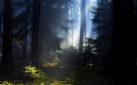 숲, 나무, 안개, 아침 HD 배경 화면