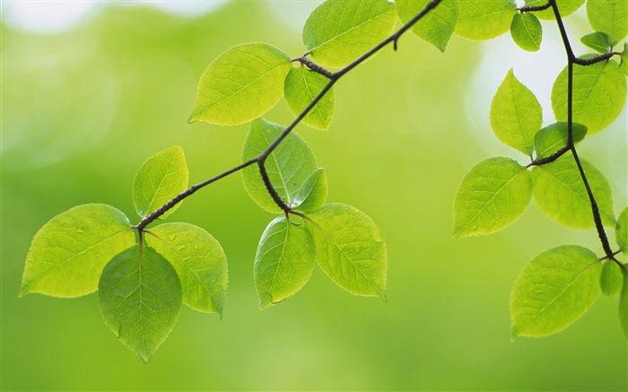 녹색 잎, 나뭇 가지, 봄 배경 화면 그림