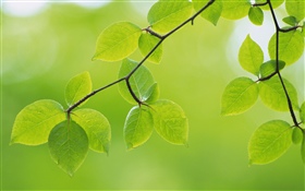 녹색 잎, 나뭇 가지, 봄 HD 배경 화면
