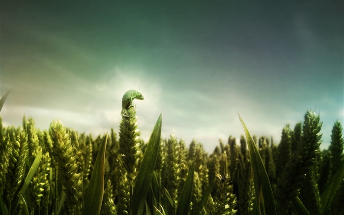 녹색 도마뱀, 밀밭 배경 화면 그림