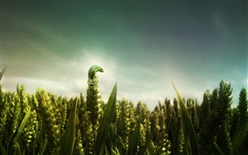 녹색 도마뱀, 밀밭 HD 배경 화면