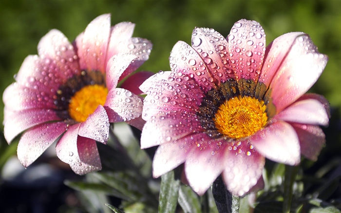 핑크 꽃, 꽃잎, 물방울 배경 화면 그림