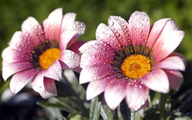 핑크 꽃, 꽃잎, 물방울 HD 배경 화면