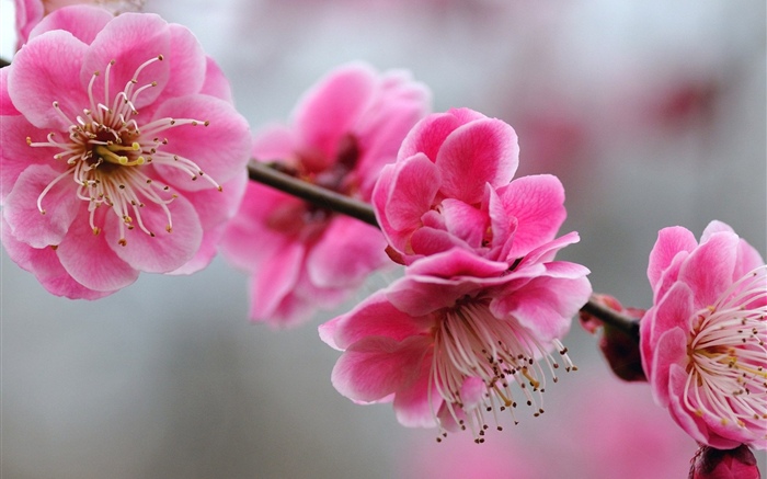 분홍색 매 화 꽃, 나뭇가지, 봄 배경 화면 그림