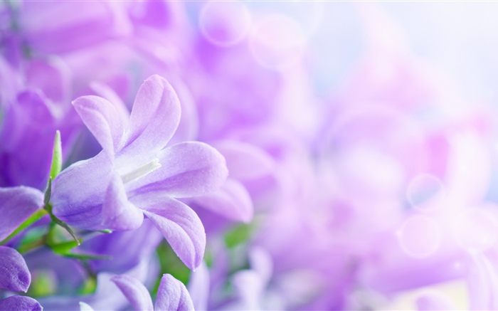 자주색 꽃, 봄, 흐릿한 배경 화면 그림